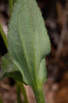 Common Leopardbane